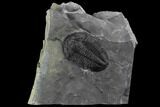 Nice Asaphiscus Wheeleri Trilobite - Utah #97174-1